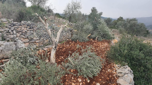 مستوطنون يقتلعون 500 شجرة ويعتدون على ممتلكات فلسطينيين جنوبي الخليل