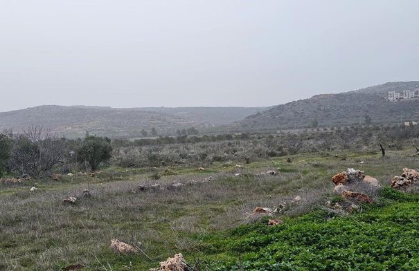 مستوطنون يقتلعون 200 شجرة زيتون في ترمسعيا شمال رام الله