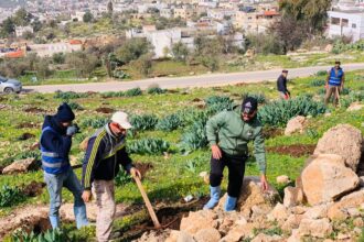 بلديات المملكة تواصل حملة التشجير الوطنية لتعزيز الرقعة الخضراء