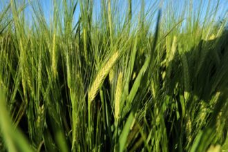 زراعة الأزرق تدعو مزارعي القمح والشعير للتسجيل للحصول على شهادة المنشأ للموسم 2026
