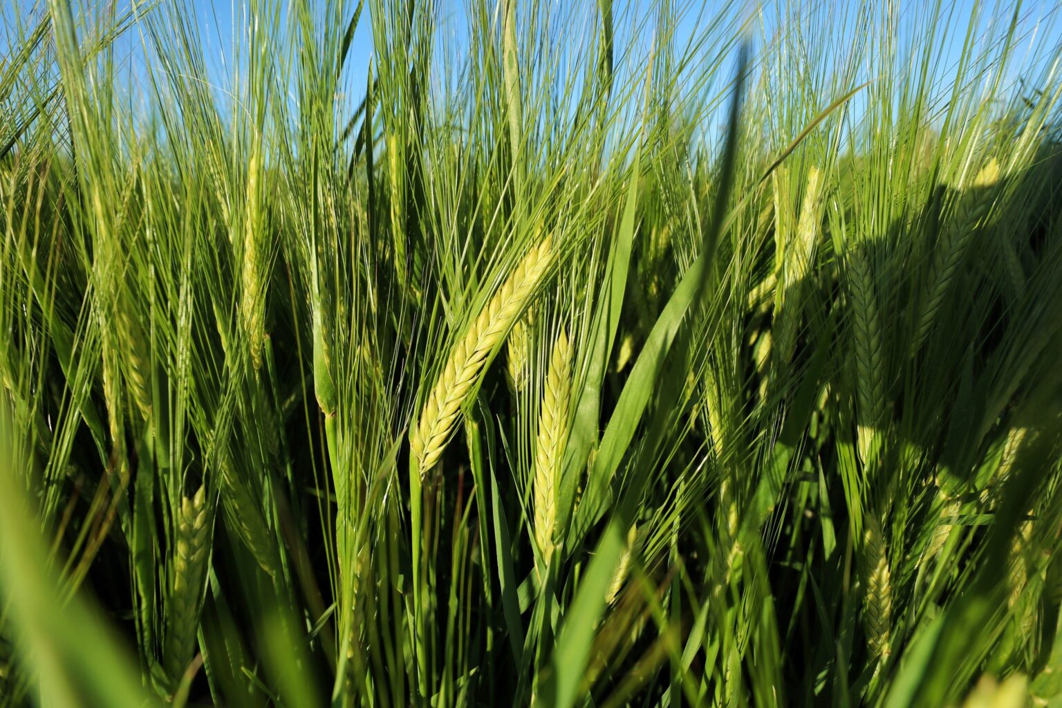 زراعة الأزرق تدعو مزارعي القمح والشعير للتسجيل للحصول على شهادة المنشأ للموسم 2026