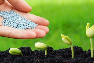 صناعة الأسمدة المتخصصة تدعم الزراعة والاقتصاد الأردني