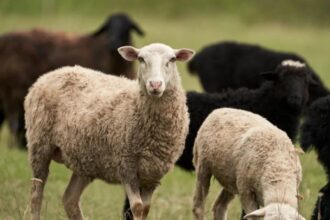 الزراعة النيابية تبحث "تصدير الخراف" للخليج