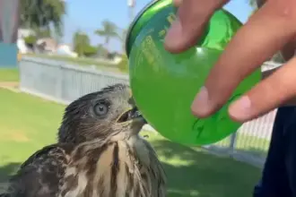 الحكم بسجن شاب أسقى صقراً كحولاً