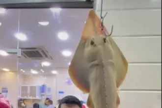 عرض سمكة نادرة للبيع في العقبة يثير تساؤلات حول قانونية صيدها