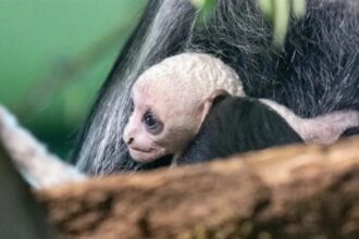 ولادة قرد أبيض نادر في حديقة بايغنتون تشغل اهتمام العلماء