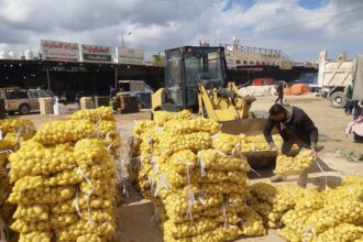 إتلاف 7 أطنان بطاطا و390 كيلو موز فاسد في إربد خلال رمضان