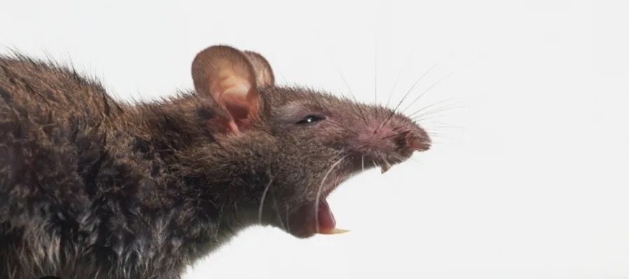 جرذون يهاجم طالبة في مدرسة