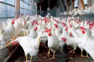 جمعية الدواجن: السوق مستقر وأسعار الدواجن طبيعية خلال رمضان