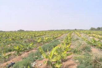 الزراعة: فتح استيراد الموز لسد النقص في السوق وحماية المنتج المحلي