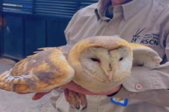 ضبط شخص يروّج لبيع طيور مهددة بالانقراض عبر مواقع التواصل الاجتماعي