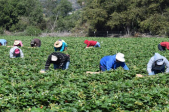 دراسة للمجلس الاقتصادي والاجتماعي توصي بتحديث الزراعة الأردنية وتعزيز التصدير