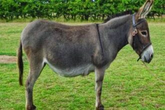 ما ضل بقريتي حمير،،،، وجماعة الهبد يا مكثرهم،،