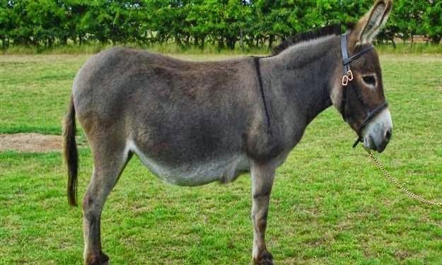 صورة حول : ما ضل بقريتي حمير،،،، وجماعة الهبد يا مكثرهم،، ما ضل بقريتي حمير،،،، وجماعة الهبد يا مكثرهم،،