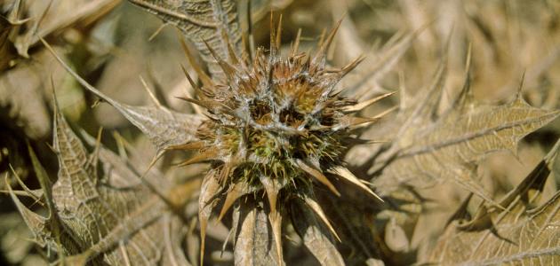 المركز الوطني يطور نبات العكوب بدعم شومان