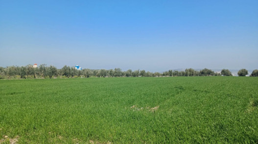 متى يبدأ الربيع فلكيًا؟