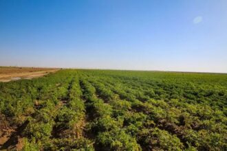 زراعة الكورة تصدر إرشادات لمزارعي الزيتون والنحالين لتعزيز الإنتاج