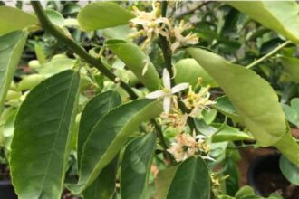 إرشادات زراعية لتثبيت أزهار الليمون بالأغوار الشمالية