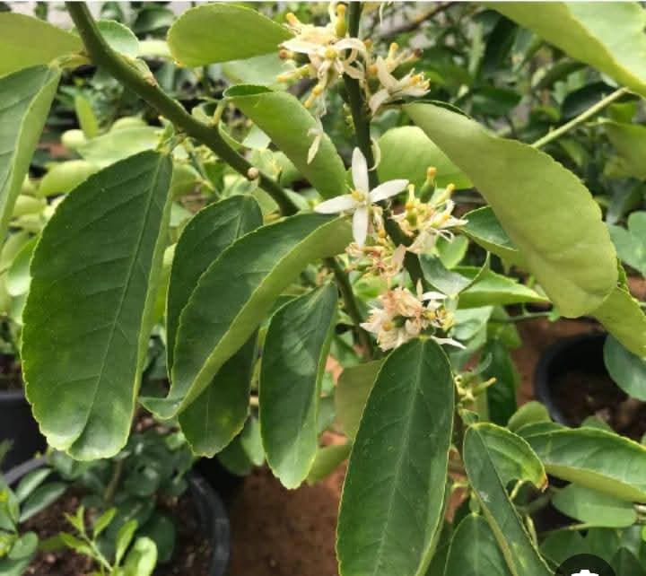 صورة حول : إرشادات زراعية لتثبيت أزهار الليمون بالأغوار الشمالية إرشادات زراعية لتثبيت أزهار الليمون بالأغوار الشمالية