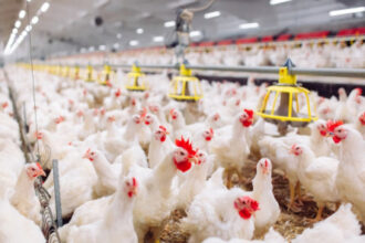 مستثمرو الدواجن: الأسعار مستقرة رغم ارتفاع الطلب
