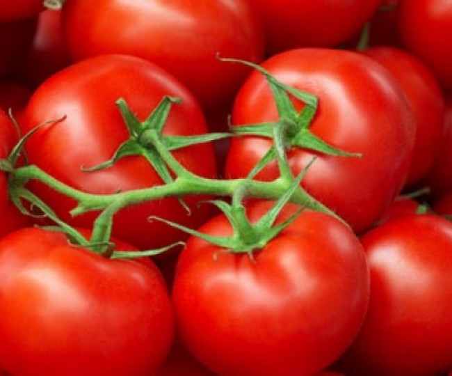 صورة حول : خريسات: لا داعي للتهافت وأسعار البندورة ستنخفض قريبًا خريسات: لا داعي للتهافت وأسعار البندورة ستنخفض قريبًا