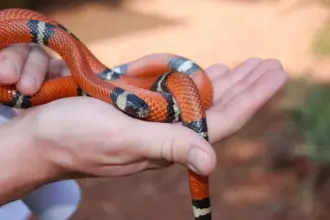 ثعابين لا تكبر أبداً.. تعرف على أفضل 7 أنواع لتربيتها في منزلك