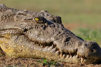 إغلاق متنزه شهير في فلوريدا بعد هجوم تمساح على بقرة