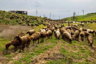 صاعقة رعدية تنهي حياة قطيع أغنام كامل في سوريا (فيديو)