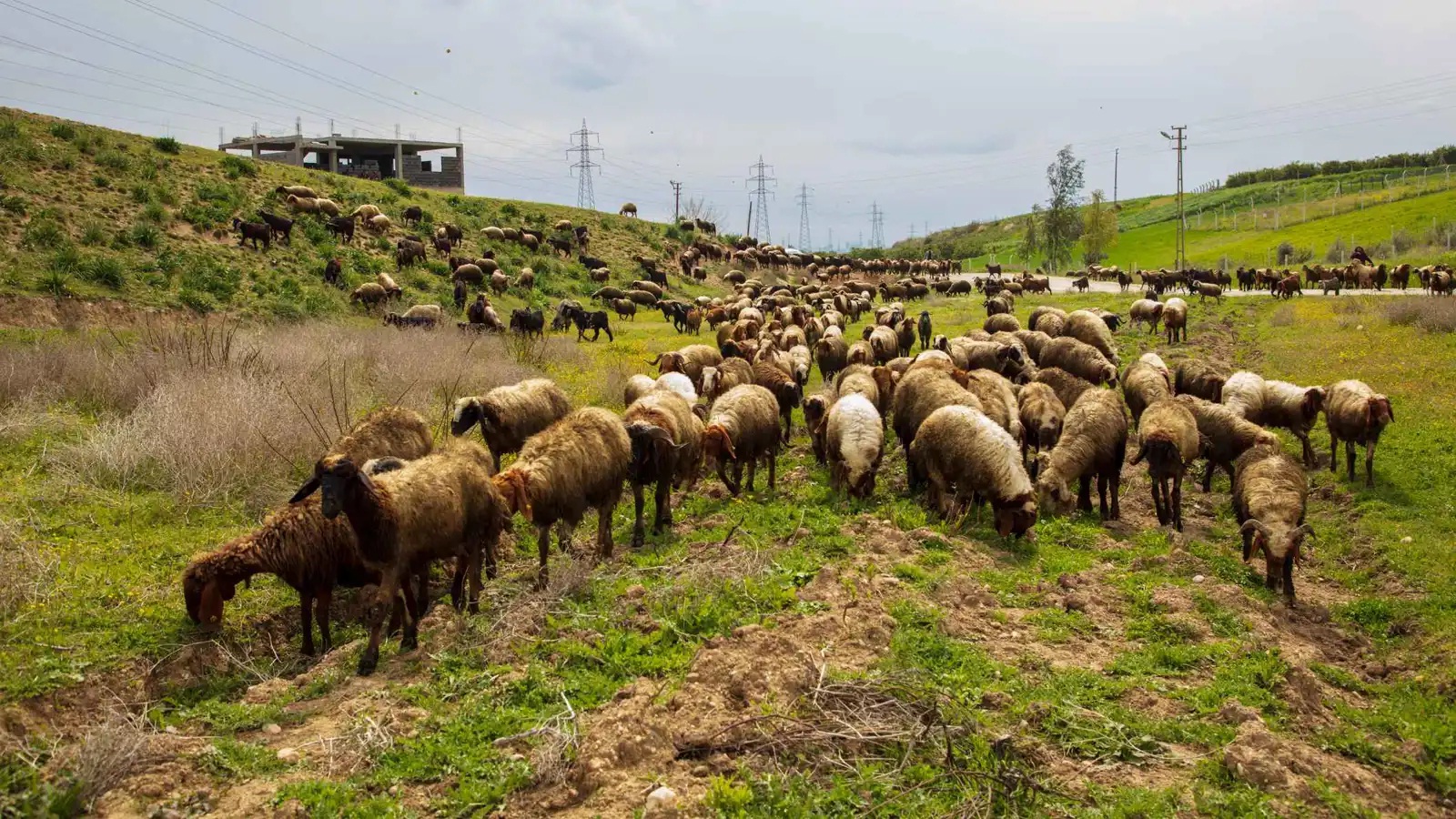 صاعقة رعدية تنهي حياة قطيع أغنام كامل في سوريا (فيديو)