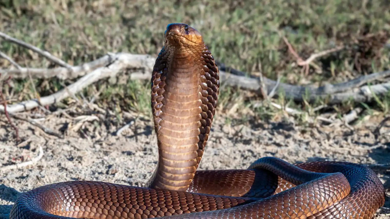 مصر.. وفاة سائح ألماني بلدغة ثعبان في الغردقة