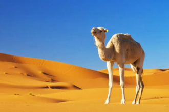 "نزاع على ناقة ينتهي بحكم قضائي: 200 ألف درهم ثمنها وتعويض للبائع