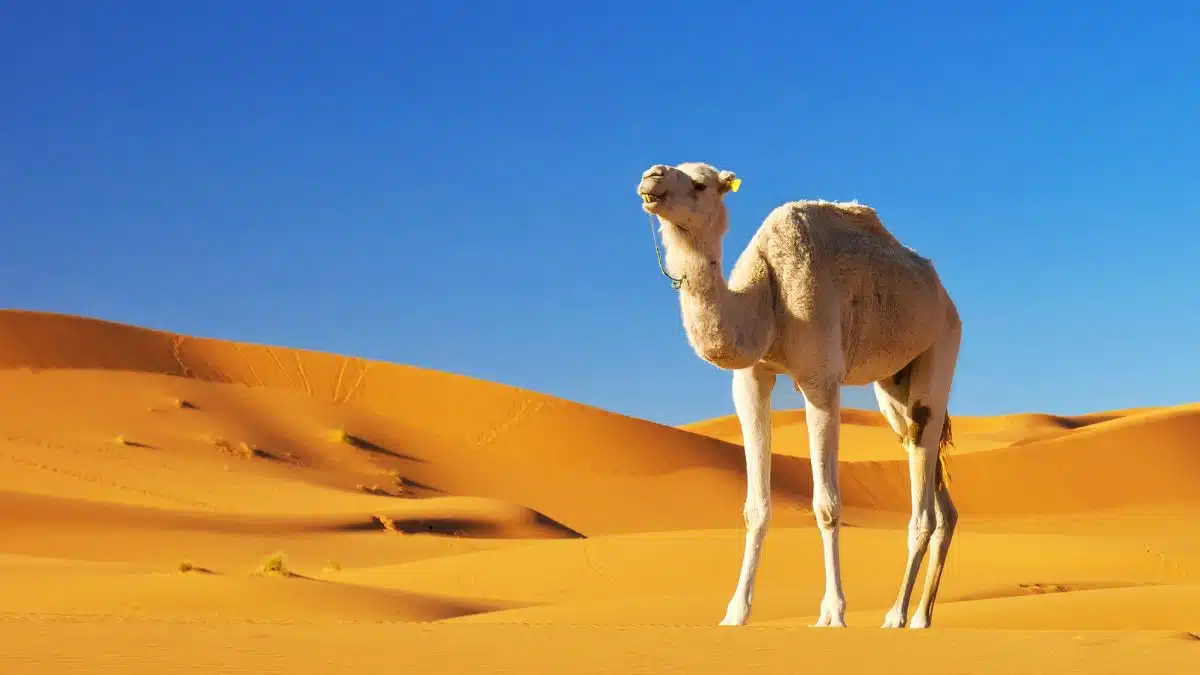 "نزاع على ناقة ينتهي بحكم قضائي: 200 ألف درهم ثمنها وتعويض للبائع