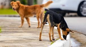 كلاب ضالة تهاجم طفلا ووالدته في الأغوار الشمالية