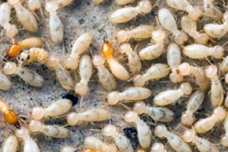 بلدية معان تكافح النمل الأبيض بـ47 حالة