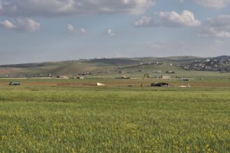 مراعي المفرق تخفف كلف مربي الثروة الحيوانية