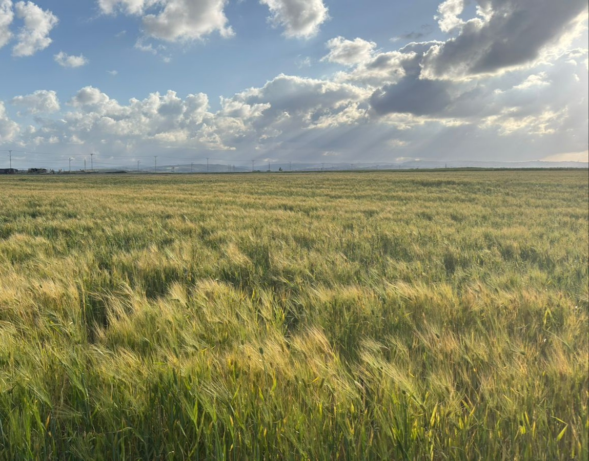 زراعة إربد: الأمطار الأخيرة تدعم نمو القمح والعدس