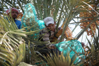 حملة لمكافحة سوسة النخيل في الأزرق ودير علا