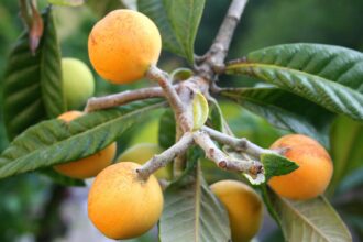 الأسكدنيا في راجب.. محصول ذهبي يدعم الاقتصاد الزراعي في عجلون