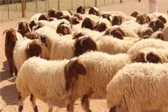 حماية المستهلك تحذر الاردنيين