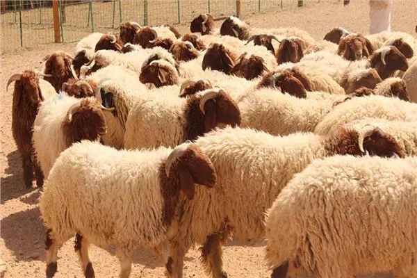 صورة حول : حماية المستهلك تحذر الاردنيين حماية المستهلك تحذر الاردنيين