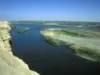 تمساح أم زاحف ضخم؟ حقيقة الحيوان الذي ظهر في دير الزور (فيديو)