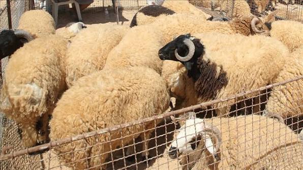 صورة حول : الأمانة تحدد مواقع بيع وذبح الأضاحي وتعلن استقبال الطلبات إلكترونياً الأمانة تحدد مواقع بيع وذبح الأضاحي وتعلن استقبال الطلبات إلكترونياً