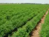 الكرك: مطالب بتعبيد طريق الحديب لخدمة المزارعين