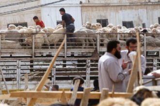 جمعية مربي المواشي: أسعار الأضاحي البلدية بين 240 و300 دينار والرومانية تصل إلى 280 دينارا