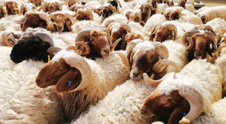 صورة حول : بلدية الرصيفة تخفض رسوم حظائر الأضاحي إلى النصف بلدية الرصيفة تخفض رسوم حظائر الأضاحي إلى النصف