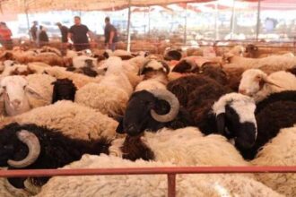 أمانة عمّان تدعو للالتزام بالتعليمات الصحية في بيع الأضاحي وتكثف رقابتها الميدانية