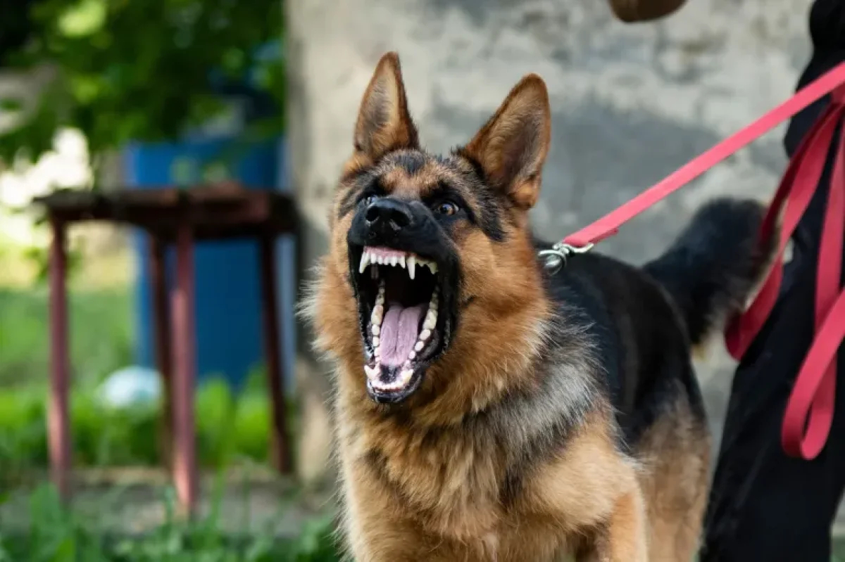 صورة حول : الأردن.. عضة الكلب بـ8000 دينار الأردن.. عضة الكلب بـ8000 دينار