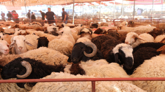 أمانة عمّان تجهز أكثر من 400 حظيرة لبيع الأضاحي استعدادًا للعيد