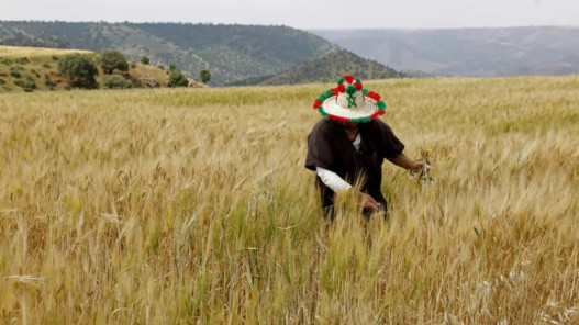 المغرب يتوقع موسما زراعيا مزدهرا رغم تداعيات حرب إيران