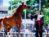 103 خيول تتنافس في بطولات جمال الخيول العربية الأصيلة بالأردن